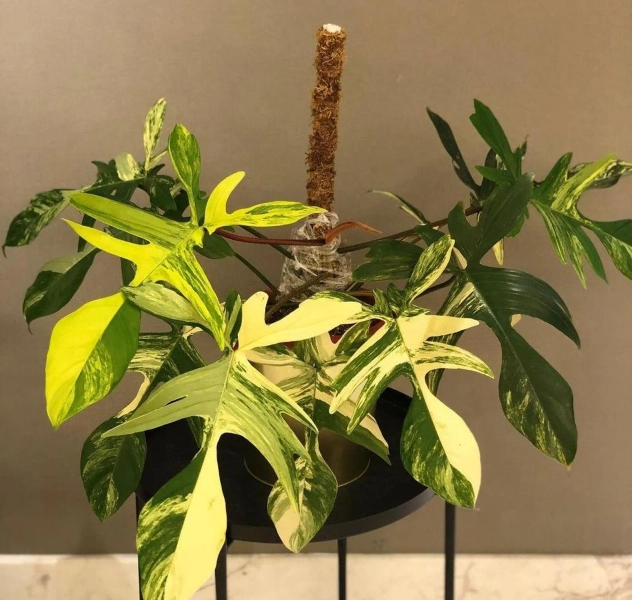 MEDIUM SIZE, Philodendron Florida Beauty Variegated (US Seller, Philodendron Florida Beauty Variegated 2-4 Leaves) - Etsy