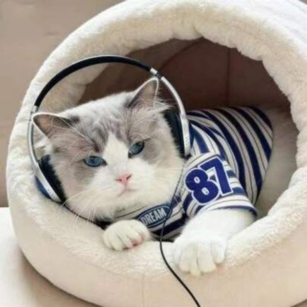 A Summer Cat-Themed Shirt,  Short-Sleeved Thin Striped T-Shirt, Cute, Breathable, Anti-Shedding Home Wear - Size M (Recommended Weight: 6-10 Catties)