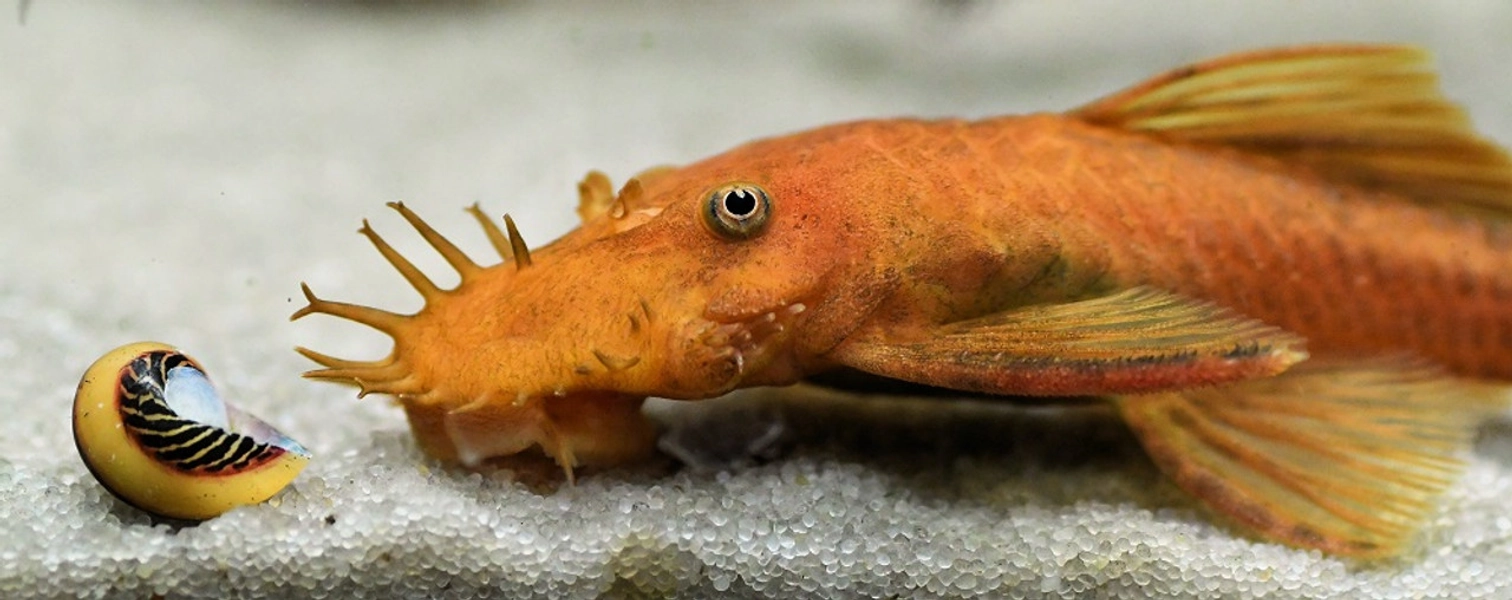 1 Super Red Bristlenose Pleco (Ancistrus sp)