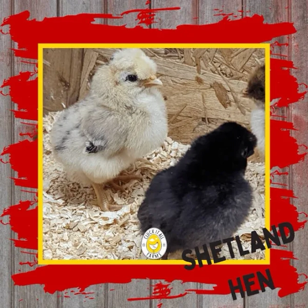 Day Old Shetland Hen Chicks, 5/27/25