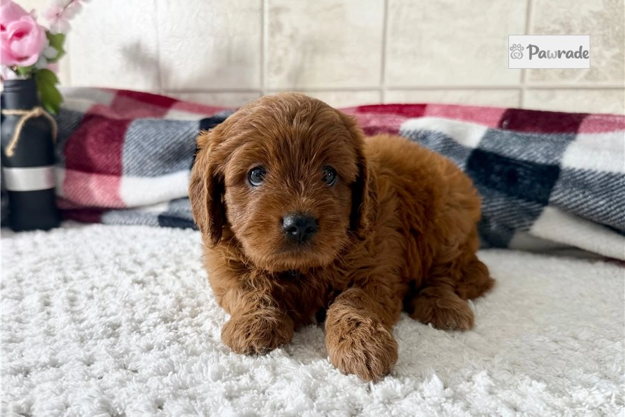 Josie - Cavapoo Puppy 84C6CD