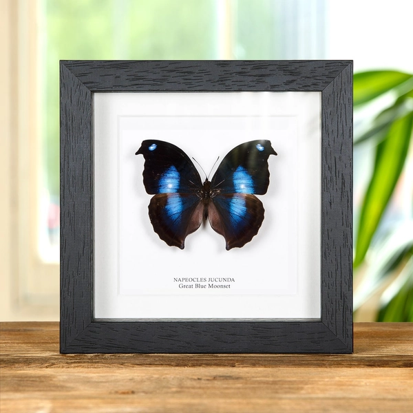 Great Blue Moonset Butterfly In Box Frame (Napeocles jucunda)