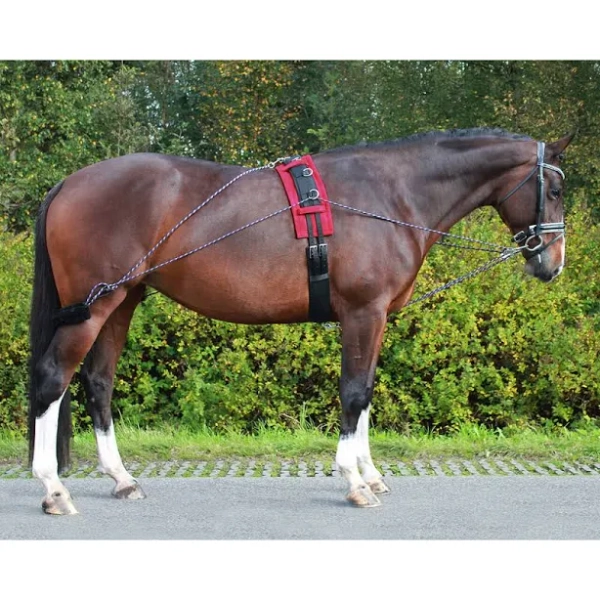 QHP Lunging Training System