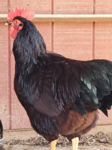 Heritage Rhode Island Red Started Young Pullet Hens Rooster (Male)