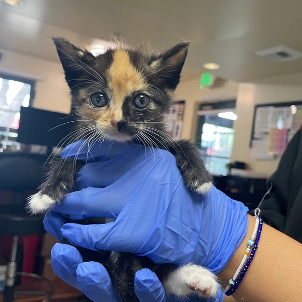 Octavia is available for adoption at Pasadena Humane