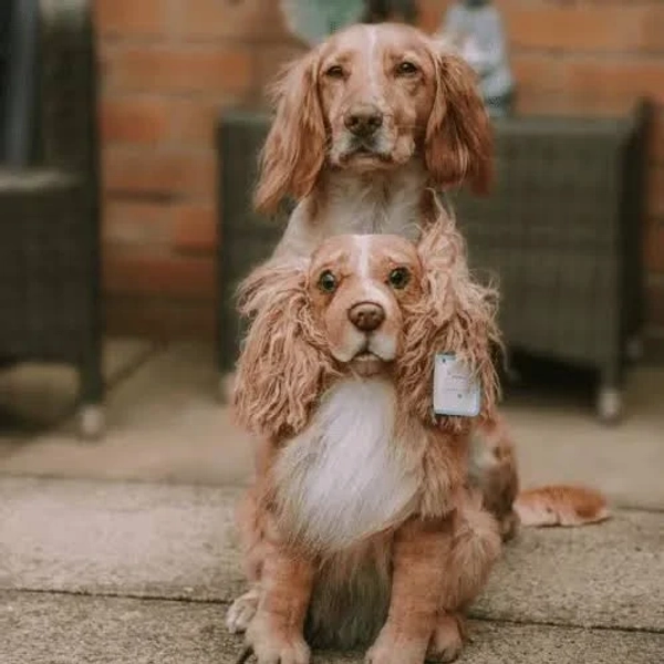 Petsies Forevers Pet Clone Lookalike