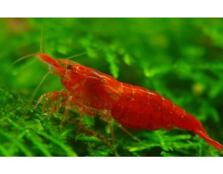 5 Red Cherry NeoCaridina Shrimp