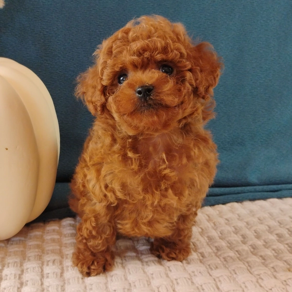 Colby Poodle Puppy