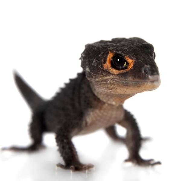Red-Eyed Crocodile Skink (Tribolonotus gracilis)
