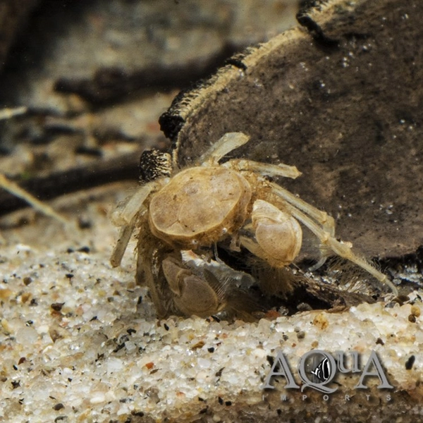 1 Thai Micro Spider Crab (Limnopilos naiyanetri)