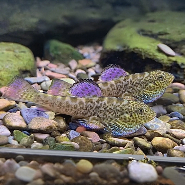 2 [Breeding Pair] Purple-Fin Hillstream Loach (Pseudogastromyzon laticeps)