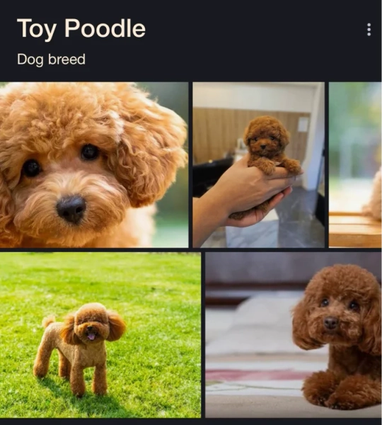 Toy poodle 