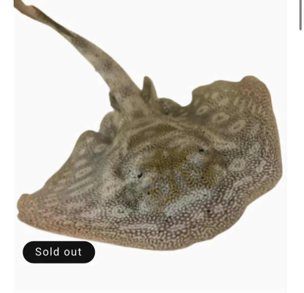 Stingray Fish For Sale