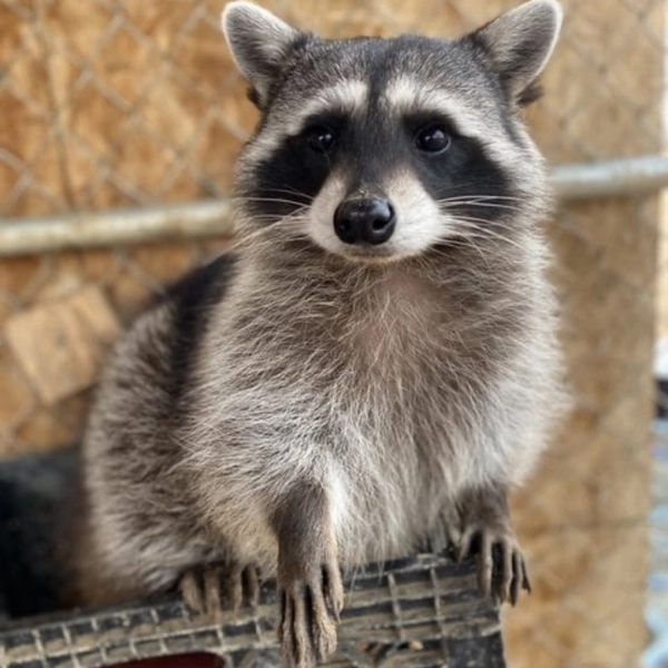 Raccoon "Adoption" Package 2025