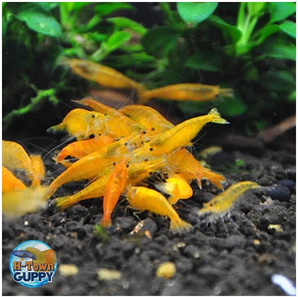 11 Sunkist Orange Neocaridina Shrimp