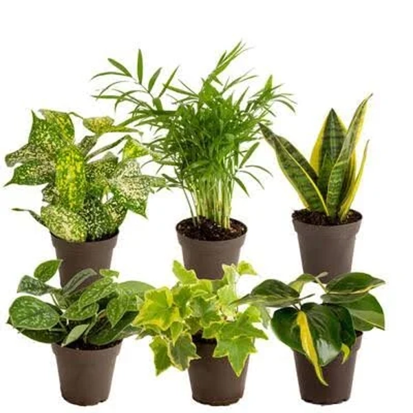 Vigoro Assorted Foliage Indoor Houseplant Collection