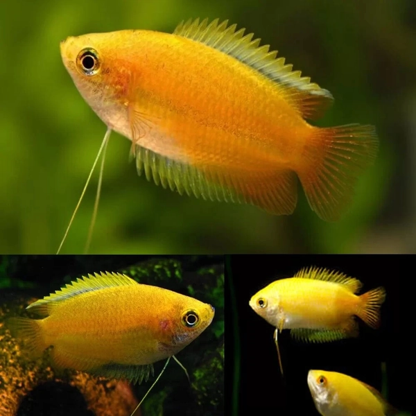 1 Gold Honey Gourami Unsexed