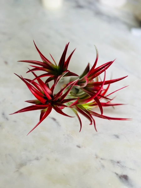 Blood Red Airplant