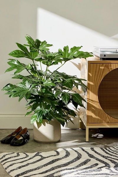 Paper Plant Houseplant