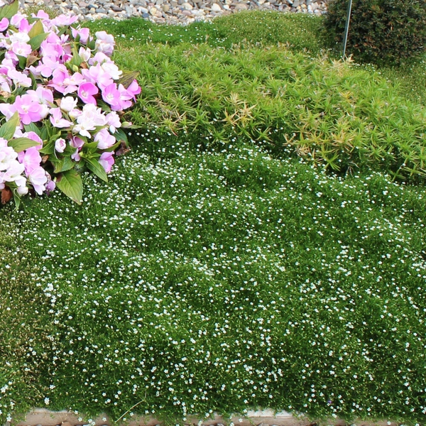 Sagina subulata – Sternmoos / Mastkraut kaufen | Intragarten