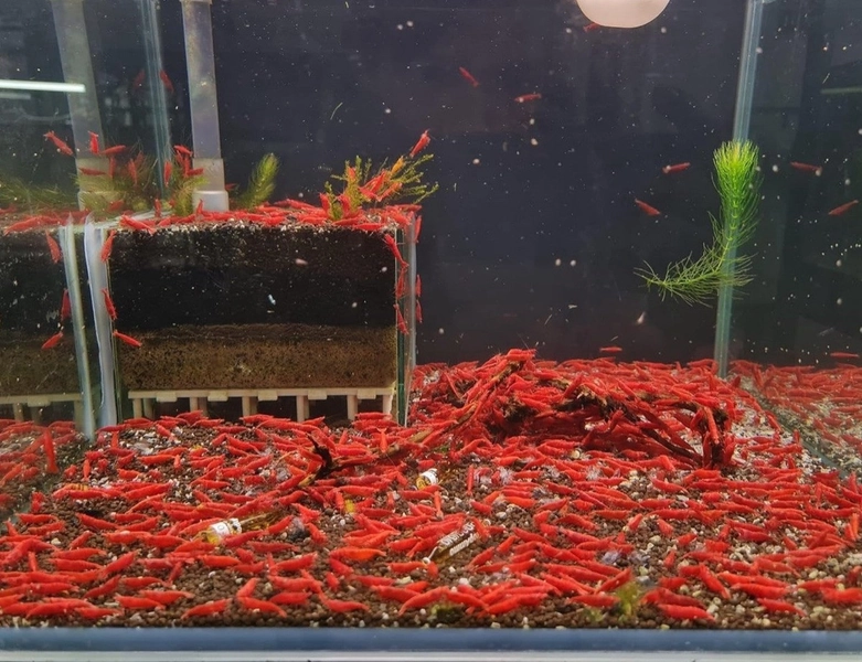 12 Fire Red Cherry Neocaridina Shrimp