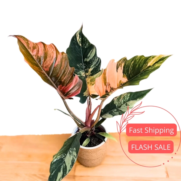 Philodendron Caramel Marble Live Plant | Philodendrons House Plants | Indoor Houseplants | Outdoor Garden Gifts | Rare Starter Cuttings - Etsy