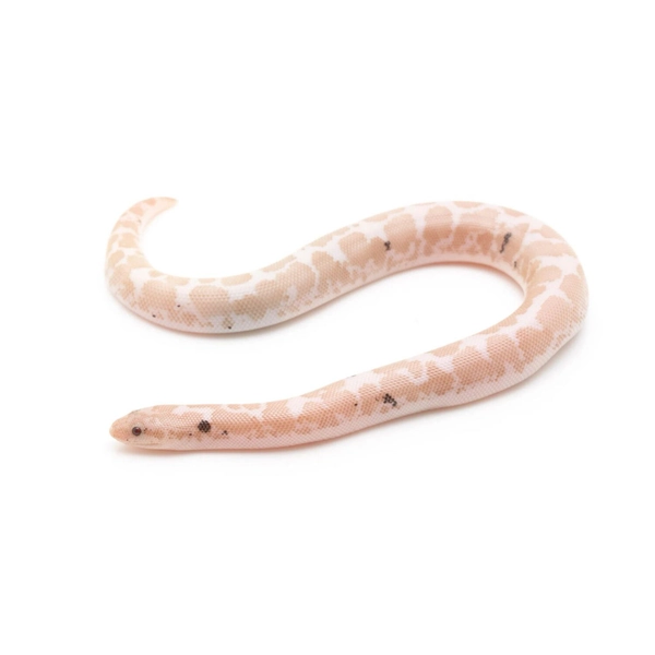 Snow Sand Boa