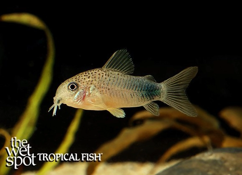 1 Violet Corydora (Corydoras similis)
