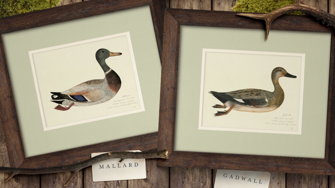 Vintage Duck Print | Antique Animal Painting | Rustic Boy Nursery | Lake House | Office Decor | Gift for Hunter | Kids Nursery Art