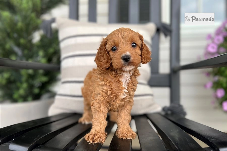 Estelle - Cavapoo Puppy 5A551E