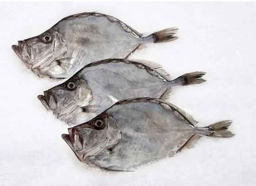 John Dory Whole Fish
