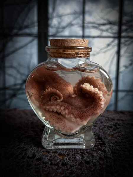 Baby Octopus Wet Specimen Heart Apothecary Bottle | Real Taxidermy Oddity Display | Valentine's Day Curiosity Jar