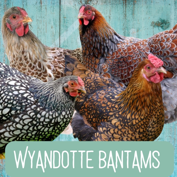 Wyandotte Bantams 2026 - Chickens to Your Door