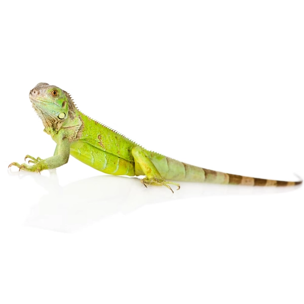 Iguana (Iguana iguana)