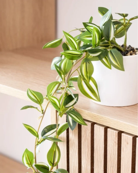Plante tombante