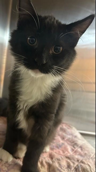 Cat for adoption - DIPPER, a Domestic Short Hair in Sugar Land, TX | Petfinder