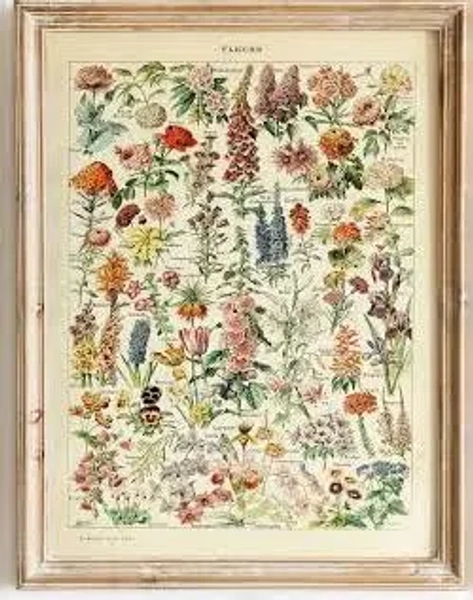 Botanical Poster Set of 3 flowers Wildflower Adolphe Millot