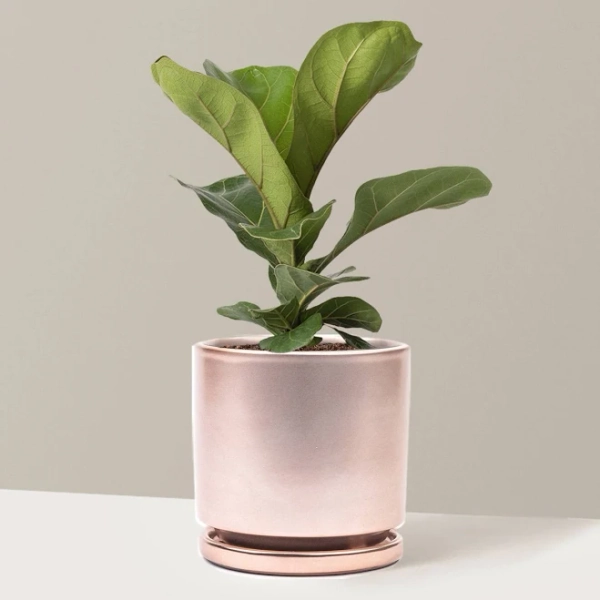 The Sill Fiddle Leaf Fig