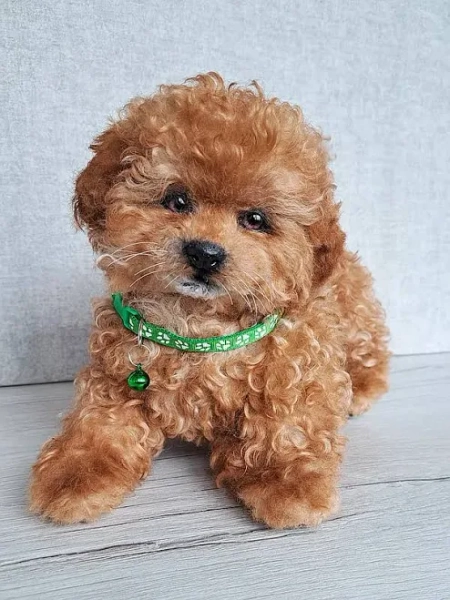 Maltipoo puppy Rusty