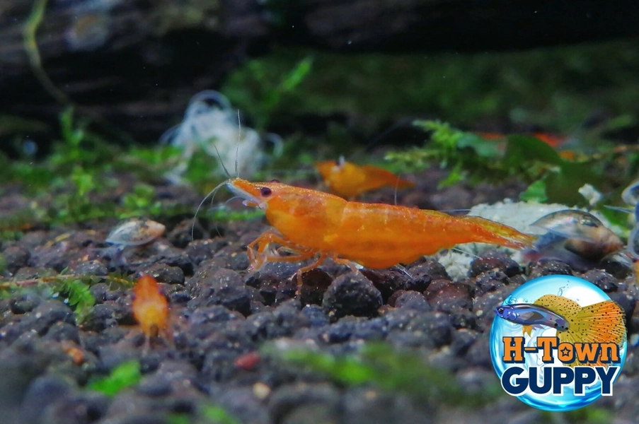22 Sunkist Orange Neocaridina Shrimp