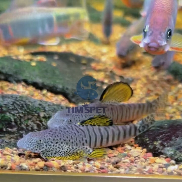 1 Rare Spotted Yellow-Fin Hillstream Loach (Gastromyzon viriosus)