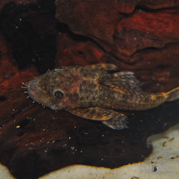 1 Gold Spot Bristlenose Pleco (Ancistrus triradiatus)