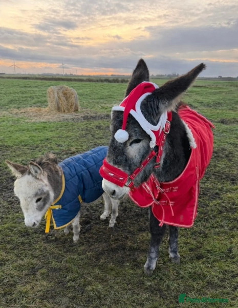 Miniature Donkey Asher and his best friend Muimui