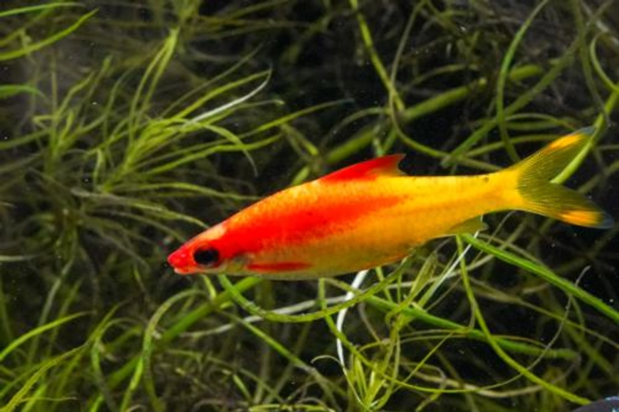 1 Gold Roseline Barb (Sahyadria denisonii)