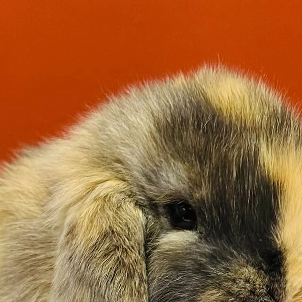 Petland Frisco & McKinney on Instagram: "SWIPE to meet our adorable #bunnies at #petlandfrisco!🐰🌼 #friscomoms #friscotx #bunnygram #bunny #bunnylove #petbunny #planotx #mckinneytx #dfw"