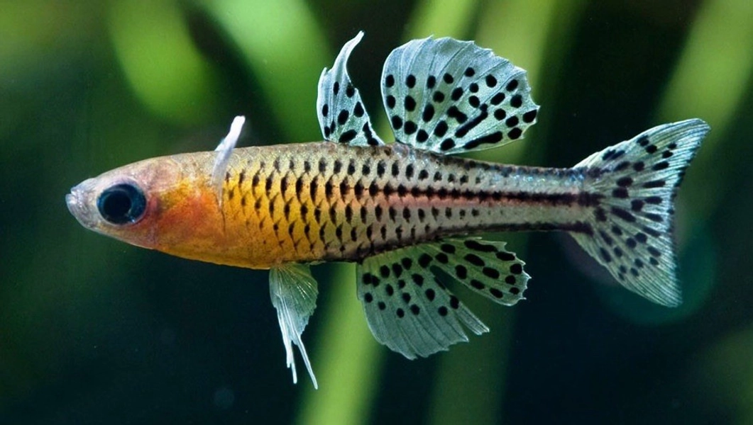 7 Spotted Blue-Eye Rainbowfish (Pseudomugil gertrudae)
