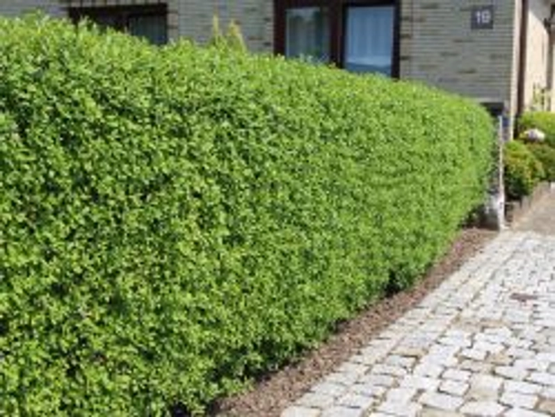 Schwarzgrüner Liguster 'Atrovirens' - Ligustrum vulgare 'Atrovirens'