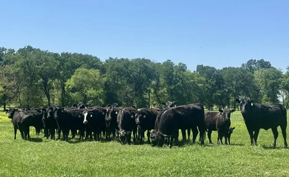 25 Full Blood Angus, Black Baldy - Bred Heifers