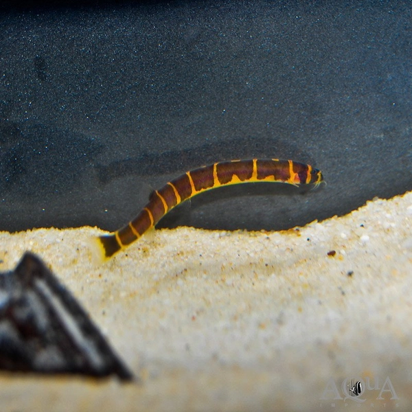 1 Giant Kuhli Loach (Pangio myersi)