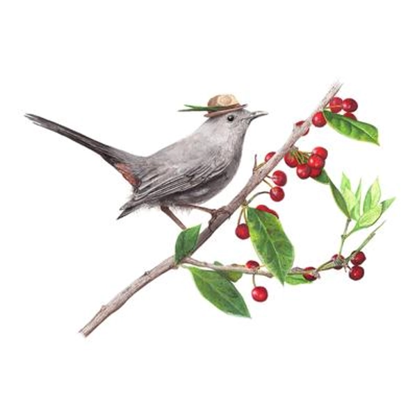 "No.28 - \"Grey Catbird with Trilby\" - high-quality 8x10\" giclée fine art print, signed by artist"